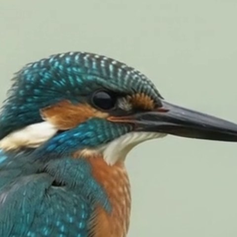 Kingfisher head close-up