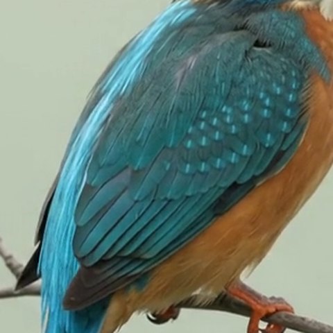 Kingfisher wing feathers