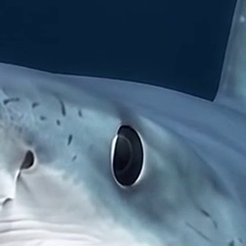 Mako eye close-up