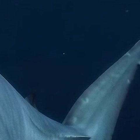 Mako tail fin